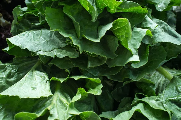 Closeup Organic Spinach