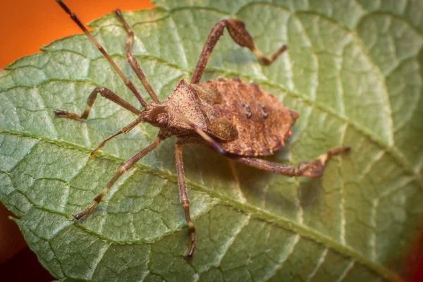 Helmeted Squash Bug