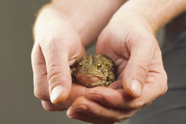 Holding Toad