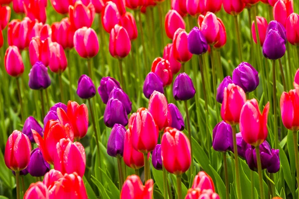Field of tulips. Flowers tulips.Red and white tulips.Background