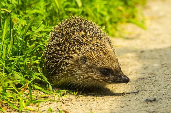 Hedgehog. Young hedgehog in natural.  Curious hedgehog walks in the woods on a sunny summer day. hedgehog on green lawn in backyard.good hedgehog on the grass at nature