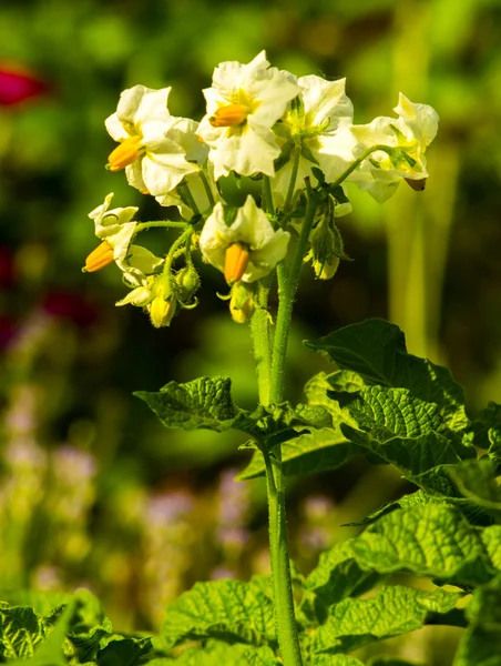 Flowers potatoes. Potato bush blooming with white flowers.