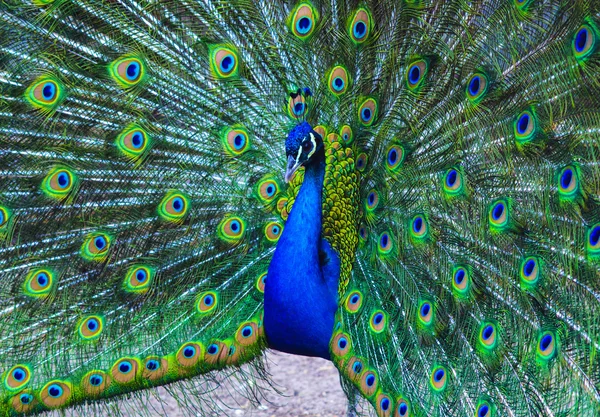 Peacock. peafowl. Beautiful spread of a peacock. beautiful peaco