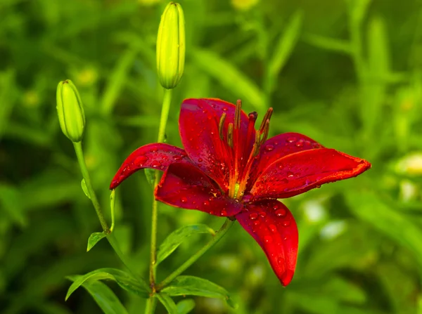 Lilies. Red lily flower. lily flower