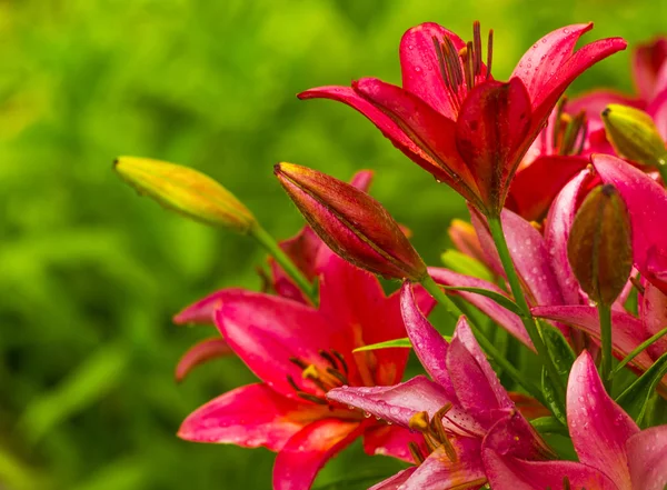 Lilies. Red lily flower. lily flower