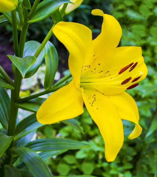 Lilies. lily flower.  flowers pattern with yellow lilies