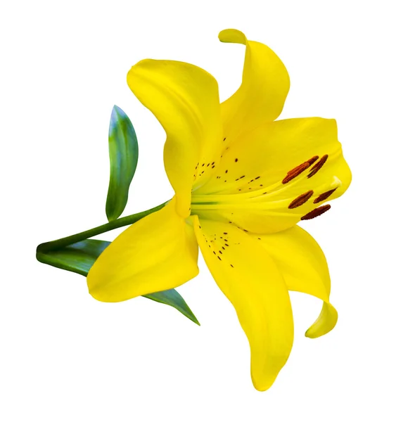 Lilies. lily flower.  flowers pattern with yellow lilies flower