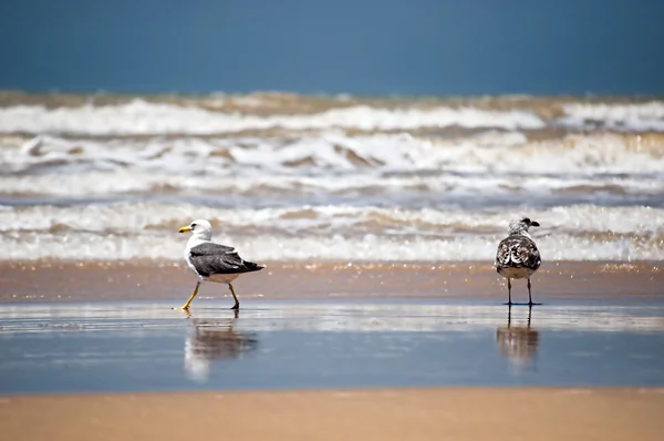 Seagull stands on the beach, western sahara