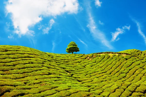 Beautiful landscape of tea plantation in Cameron Highlands, Malaysia