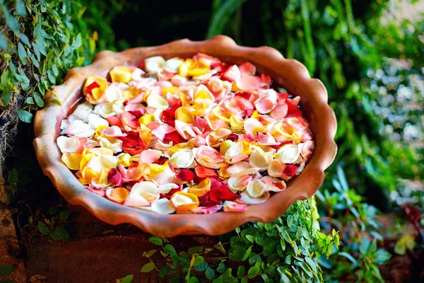 Fresh rose petals in water bowl, summer garden