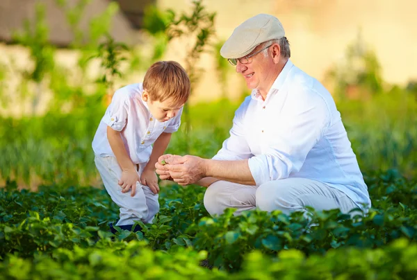 Grandfather explains grandson the nature of plant growth