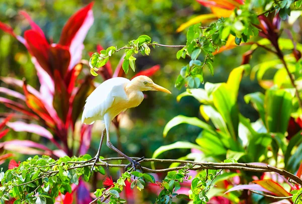 Cattle egret, bird walking in blooming garden