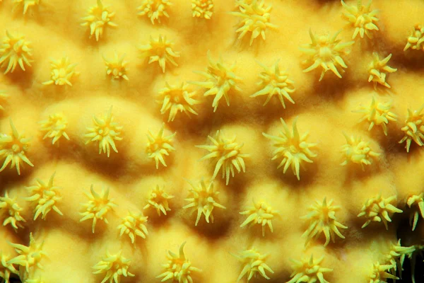 Yellow salad coral