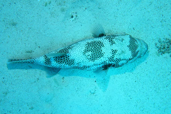 Giant puffer fish underwater