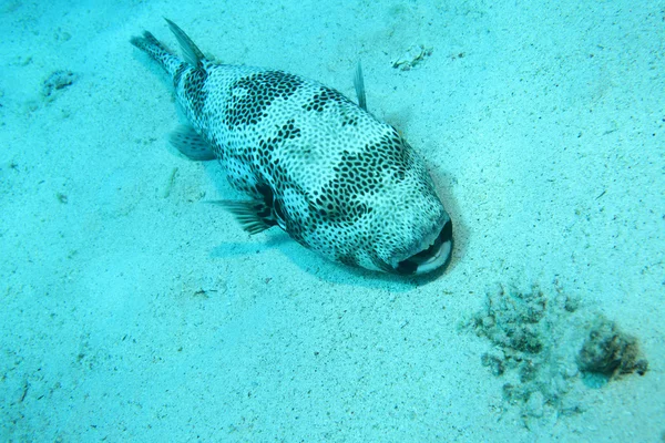 Giant puffer fish underwater