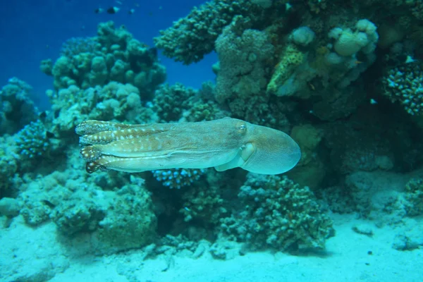Reef octopus underwater