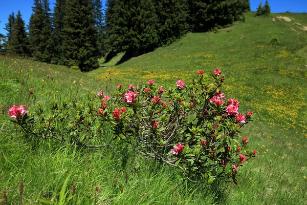 Alpine rose plant