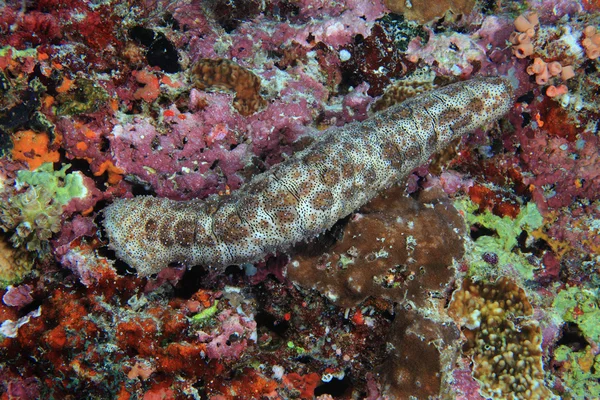 Sea cucumber