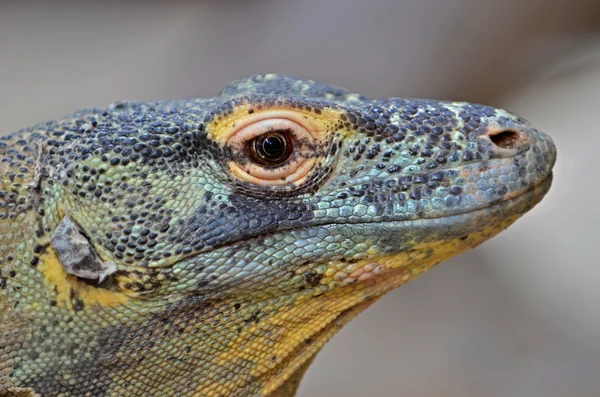 Komodo Dragon largest lizard