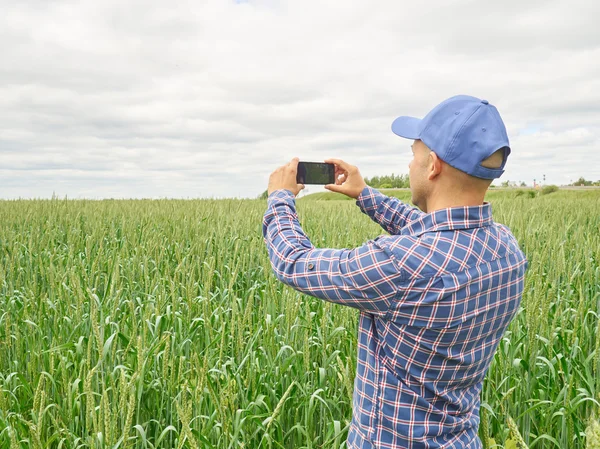 farmer photographing wheat plant in field  using mobile phone