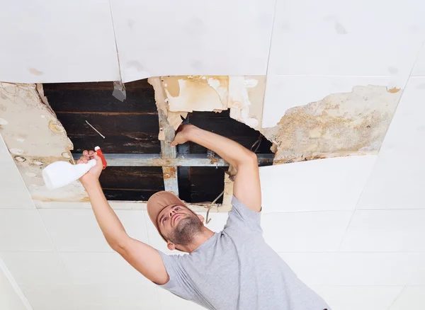 Man cleaning mold on ceiling.Ceiling panels damaged huge hole in