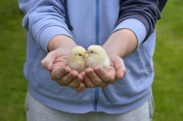 Two small chickens held  in human hands