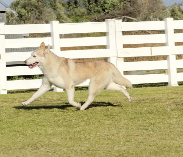 Siberian Husky