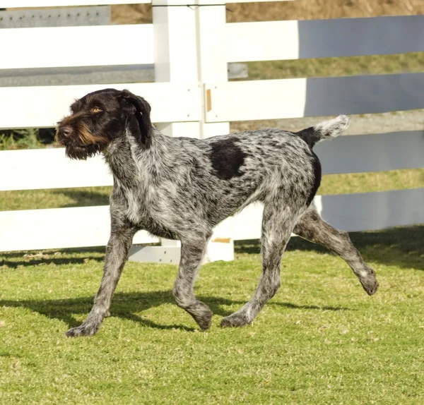 German Wirehaired Pointer