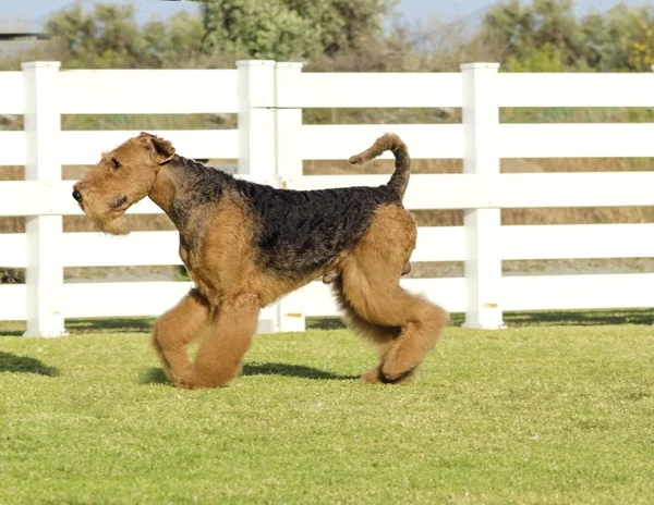 Airedale Terrier dog