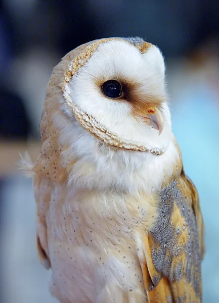 Owl - Barn Owl ...