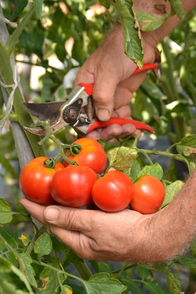 Farmer hands collecting cutting tomato