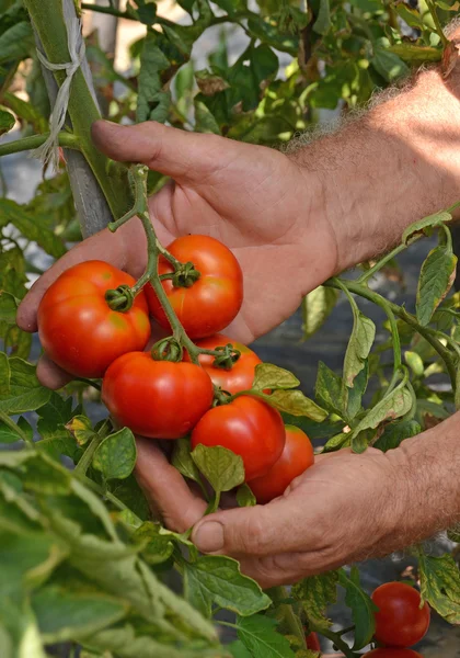 Farmer hands collecting cutting tomato