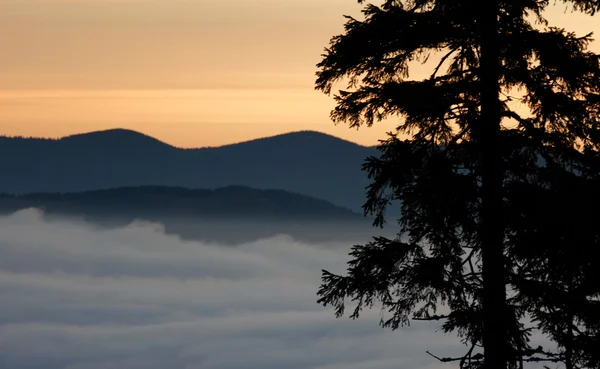 View of fog down in the valleys at sunrise in mountains Carpathians in Ukraine with pine tree silhouette in front