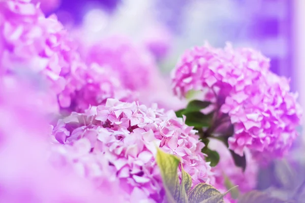 Soft blurred flowers of a pink hydrangea, design, effects, toning