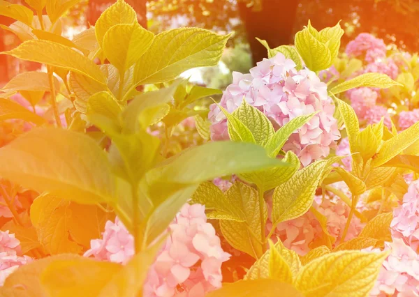 Soft blurred flowers of a pink hydrangea, design, effects, toning