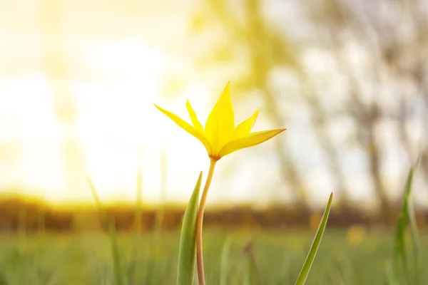 Yellow tulip in a grass in sun beams