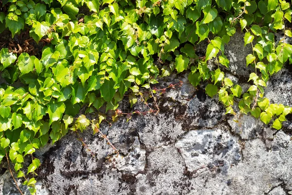 Ivy against a stone wall in a sunny day