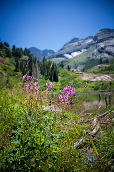 Wild Fire Weed