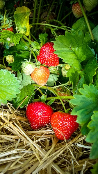 Strawberry Field with Ripe strawberries as background