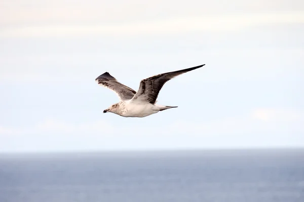 Seagull Water Bird Animal