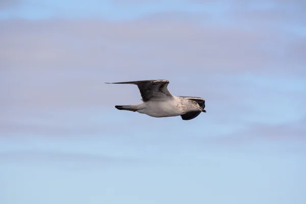 Seagull Water Bird Animal