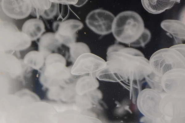 Jellyfish Dangerous Poisonous Medusa