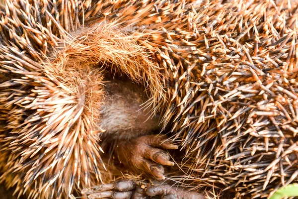 European Hedgehog Mammal Animal