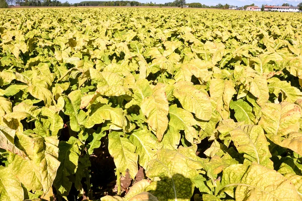 Beautiful Tobacco Field