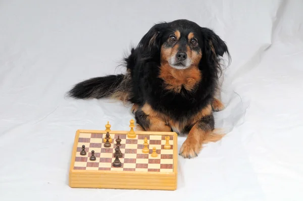 Smart Dog Playing Chess