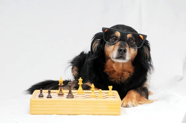 Smart Dog Playing Chess