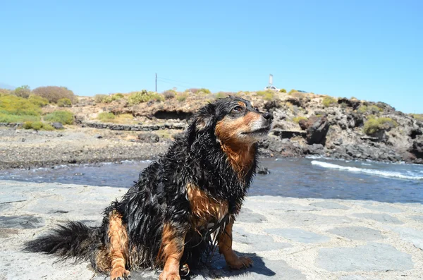 Wet Black Dog