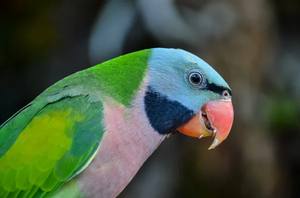 Parrot Tropical Bird