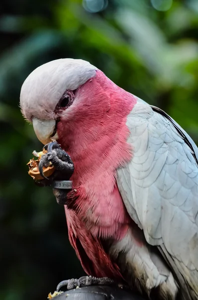 Parrot Tropical Bird