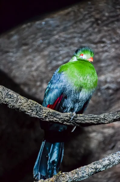 Parrot Tropical Bird